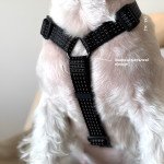 Анатомічна шлея Чорна — 6