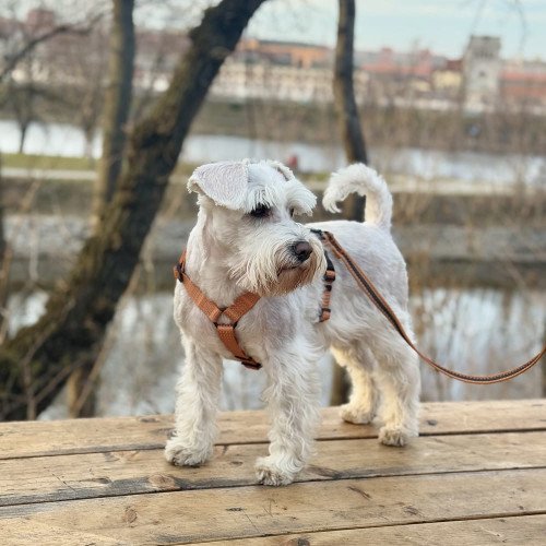 Анатомічна шлея Оранжева — 7