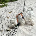 Анатомічна шлея Оранжева — 8