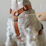 Анатомічна шлея Оранжева — 5